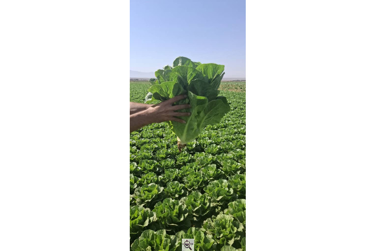 صادرات صیفی جات شیرکوهی و مددی در کرج