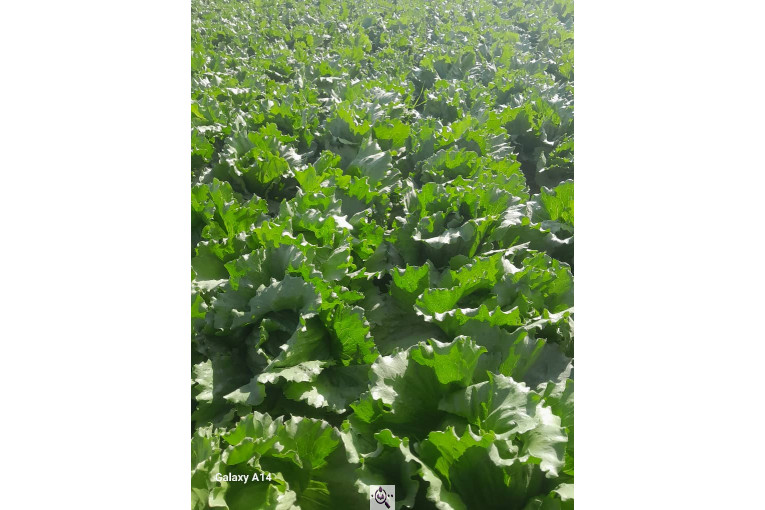 صادرات صیفی جات شیرکوهی و مددی در کرج