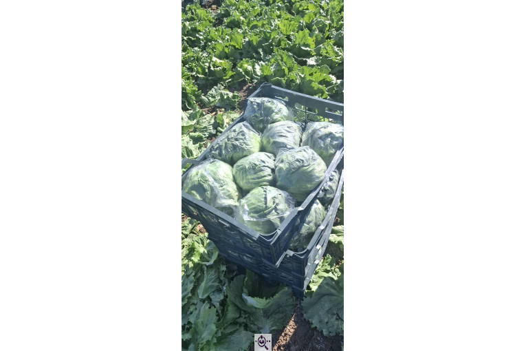 صادرات صیفی جات شیرکوهی و مددی در کرج