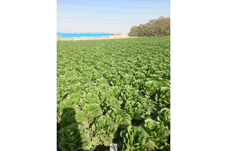 صادرات صیفی جات شیرکوهی و مددی در کرج