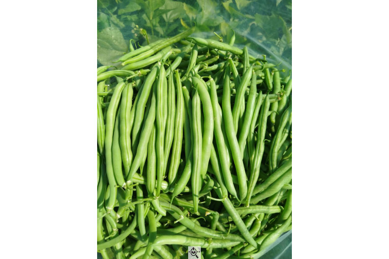 صادرات صیفی جات شیرکوهی و مددی در کرج