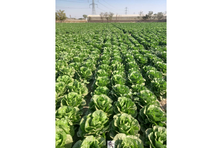 صادرات صیفی جات شیرکوهی و مددی در کرج