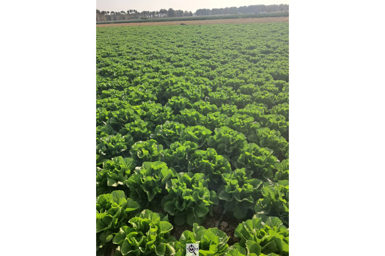 صادرات صیفی جات شیرکوهی و مددی در کرج