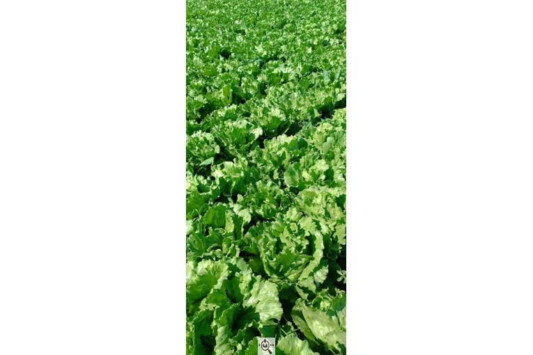 صادرات صیفی جات شیرکوهی و مددی در کرج