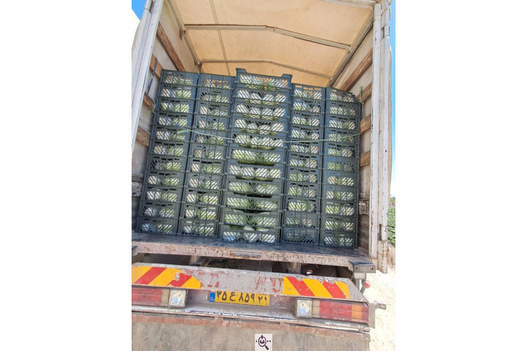 صادرات صیفی جات شیرکوهی و مددی در کرج