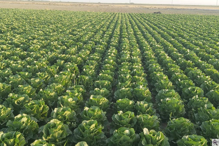 صادرات صیفی جات شیرکوهی و مددی در کرج