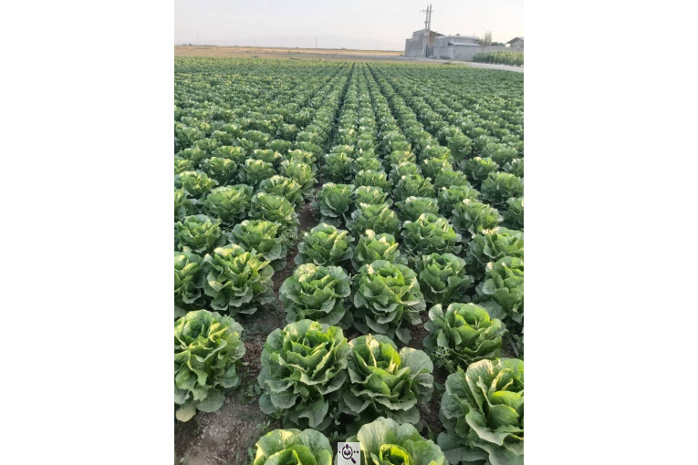 صادرات صیفی جات شیرکوهی و مددی در کرج