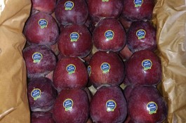 صادرات سیب اشنویه در آذربایجان غربی و ایران Apple exports from Oshnavieh in West Azerbaijan Iran