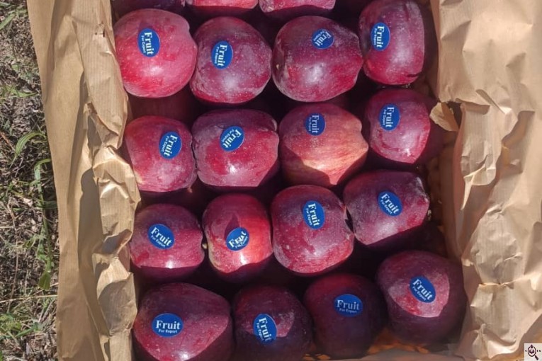 صادرات سیب اشنویه در آذربایجان غربی و ایران Apple exports from Oshnavieh in West Azerbaijan Iran