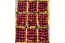 صادرات و سورتینگ و بسته بندی میوه جات خضری در آذربايجان غربی پیرانشهر