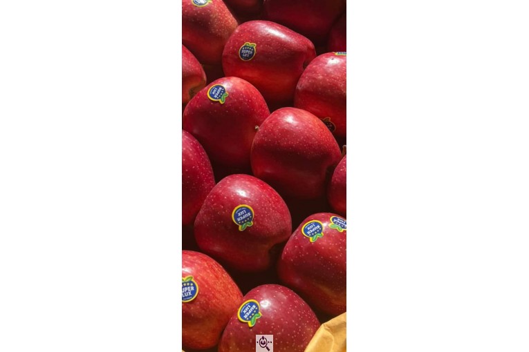 صادرات و سورتینگ و بسته بندی میوه جات خضری در آذربايجان غربی پیرانشهر