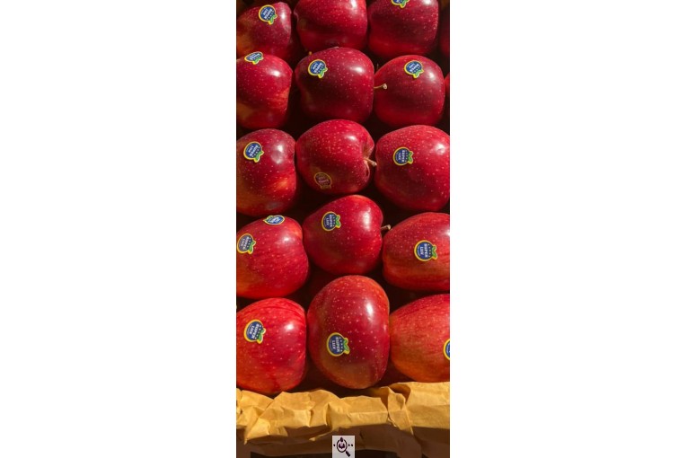 صادرات و سورتینگ و بسته بندی میوه جات خضری در آذربايجان غربی پیرانشهر