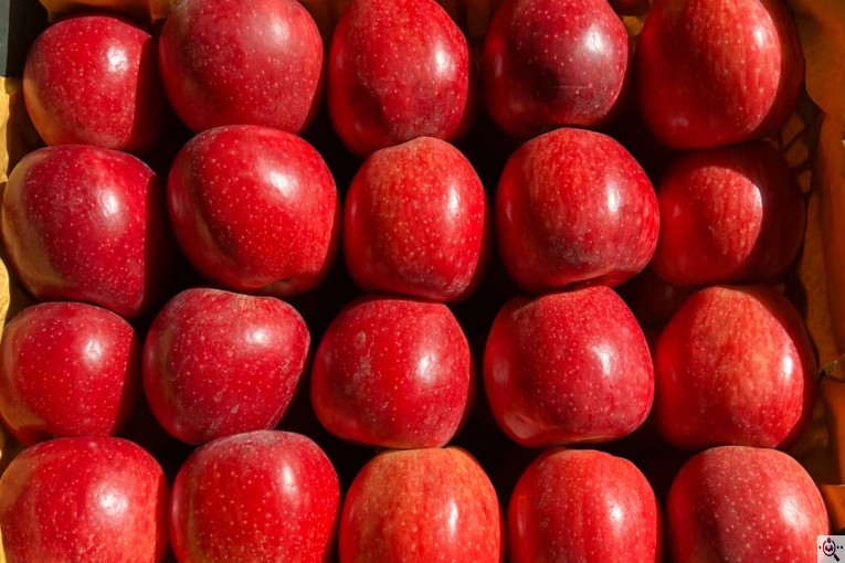 صادرات و سورتینگ و بسته بندی میوه جات خضری در آذربايجان غربی پیرانشهر