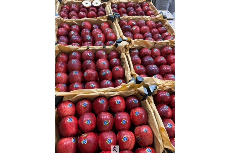 صادرات و سورتینگ و بسته بندی میوه جات خضری در آذربايجان غربی پیرانشهر