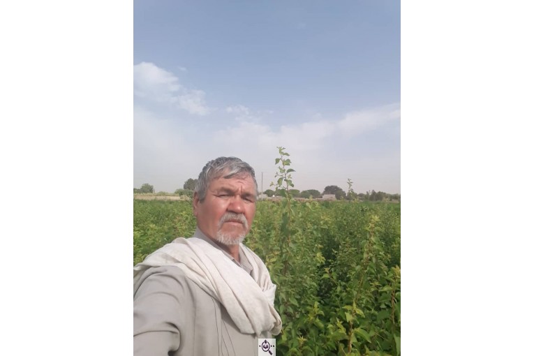 نهالستان طبیعت در جاده ورامین