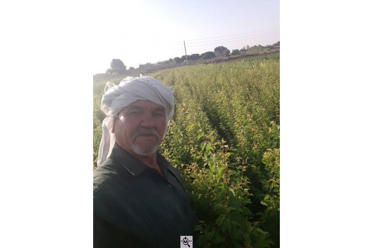 نهالستان طبیعت در جاده ورامین