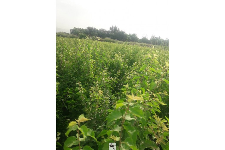 نهالستان طبیعت در جاده ورامین