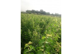 نهالستان طبیعت در جاده ورامین