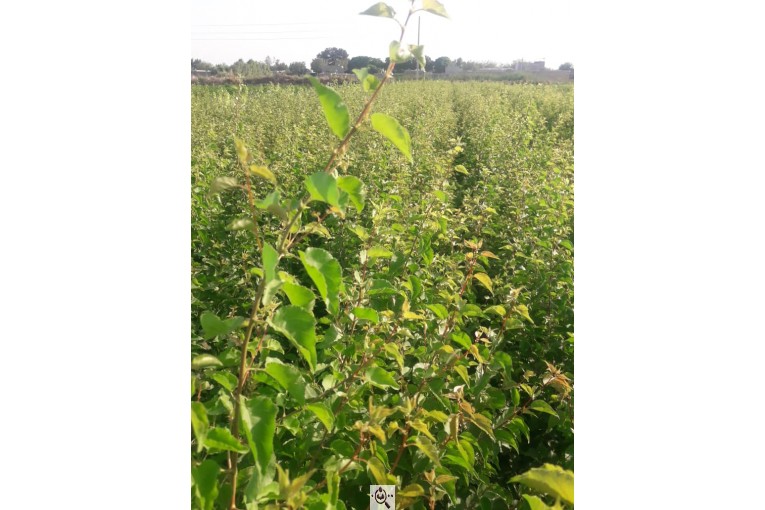 نهالستان طبیعت در جاده ورامین