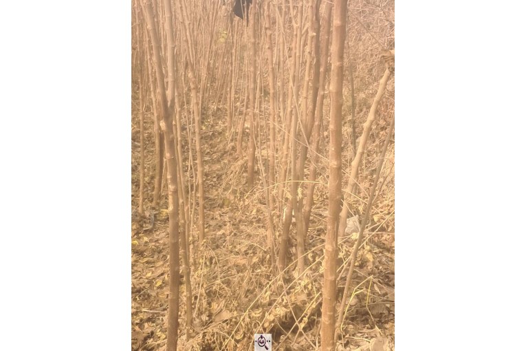 نهالستان طبیعت در جاده ورامین