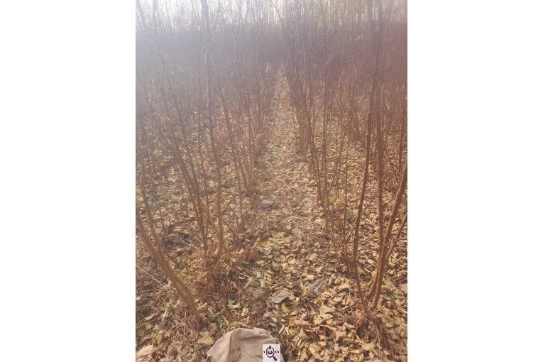 نهالستان طبیعت در جاده ورامین