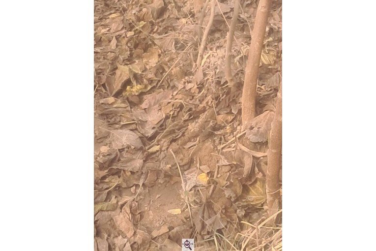 نهالستان طبیعت در جاده ورامین