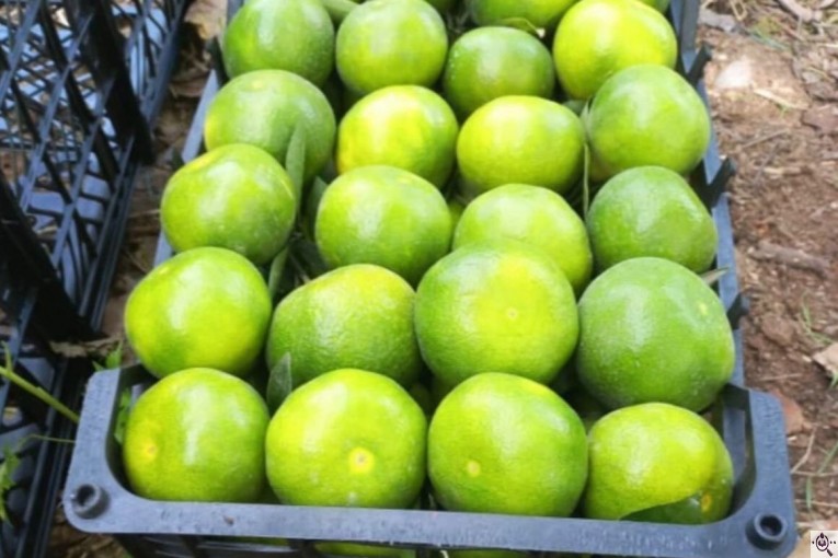 سورتینگ و بسته بندی انواع میوه ها شفیعی در مازندران