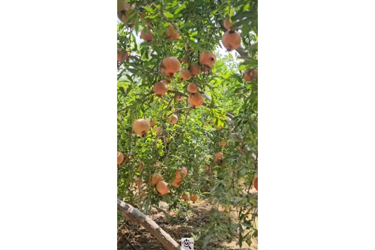 سورتینگ و بسته بندی انواع میوه ها شفیعی در مازندران