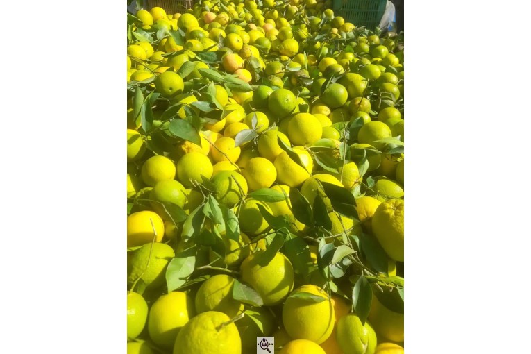 سورتینگ و بسته بندی انواع میوه ها شفیعی در مازندران