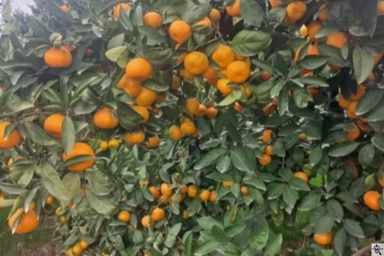 سورتینگ و بسته بندی انواع میوه ها شفیعی در مازندران