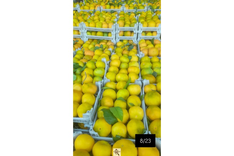 سورتینگ و بسته بندی انواع میوه ها شفیعی در مازندران