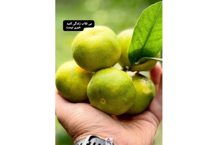 سورتینگ و بسته بندی انواع میوه ها شفیعی در مازندران