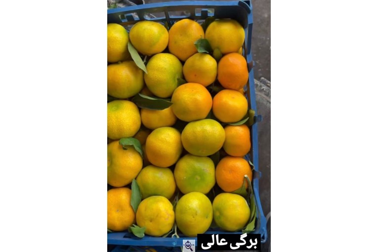 سورتینگ و بسته بندی انواع میوه ها شفیعی در مازندران