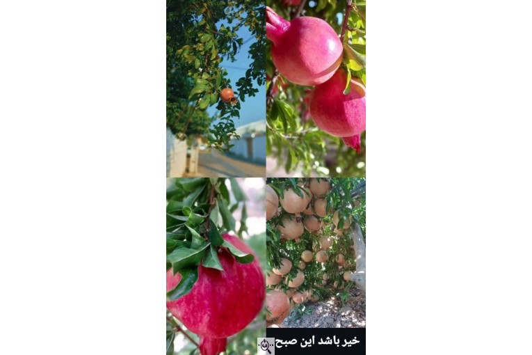 سورتینگ و بسته بندی انواع میوه ها شفیعی در مازندران