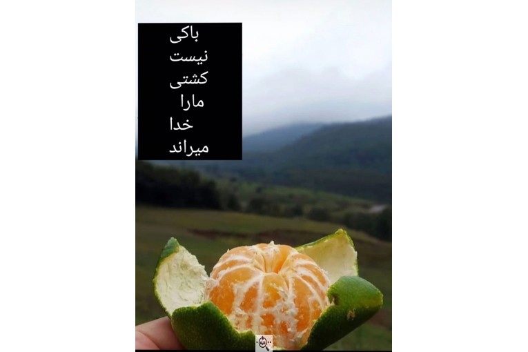 سورتینگ و بسته بندی انواع میوه ها شفیعی در مازندران