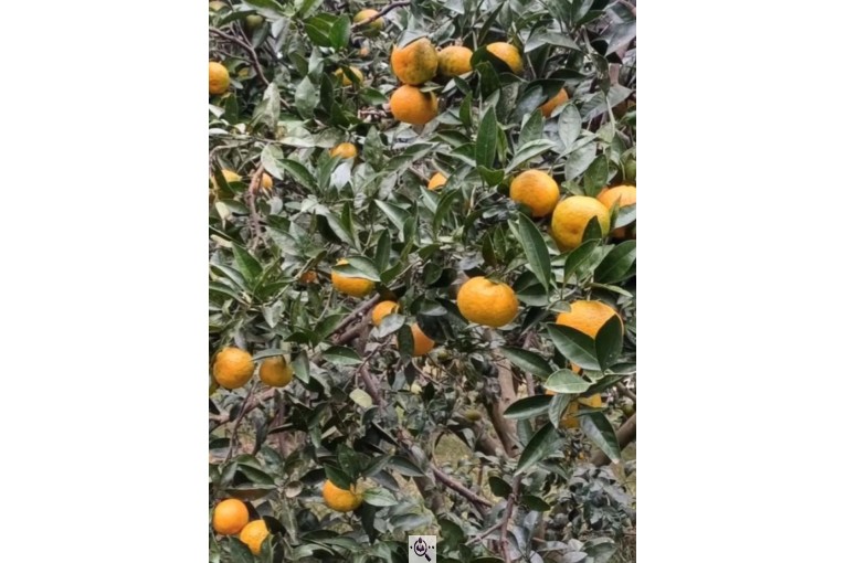 سورتینگ و بسته بندی انواع میوه ها شفیعی در مازندران