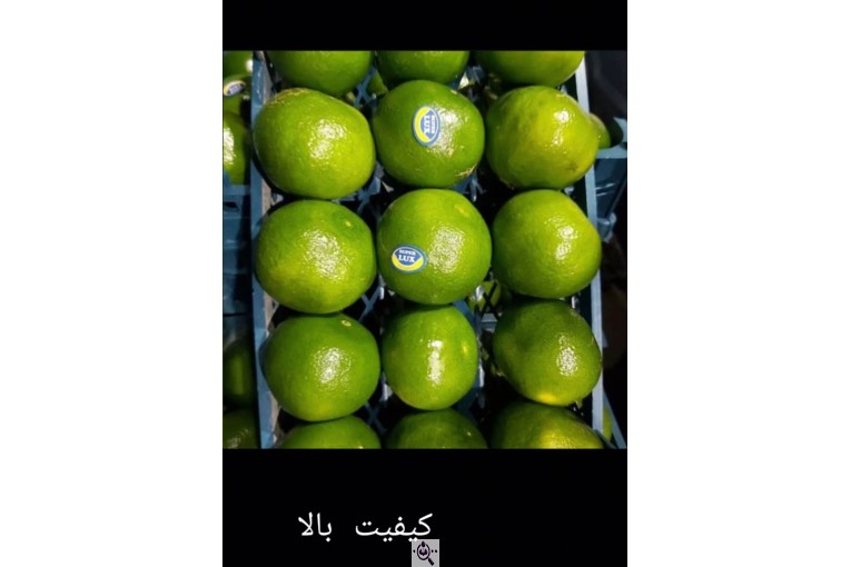 سورتینگ و بسته بندی انواع میوه ها شفیعی در مازندران