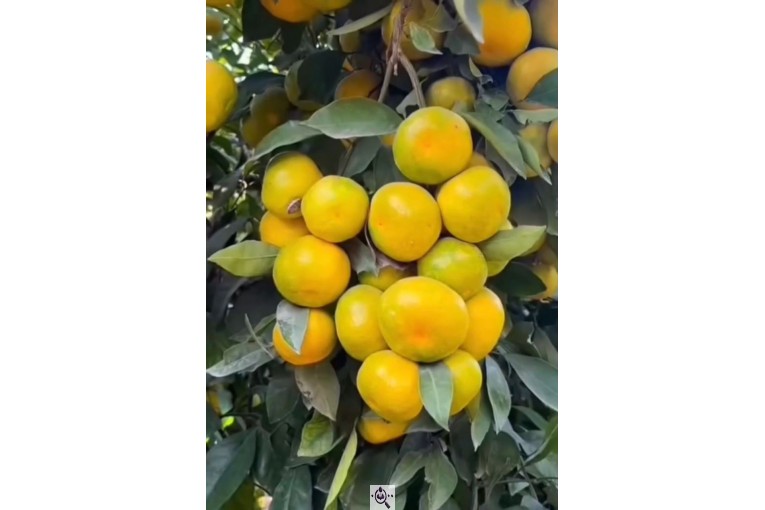 سورتینگ و بسته بندی انواع میوه ها شفیعی در مازندران