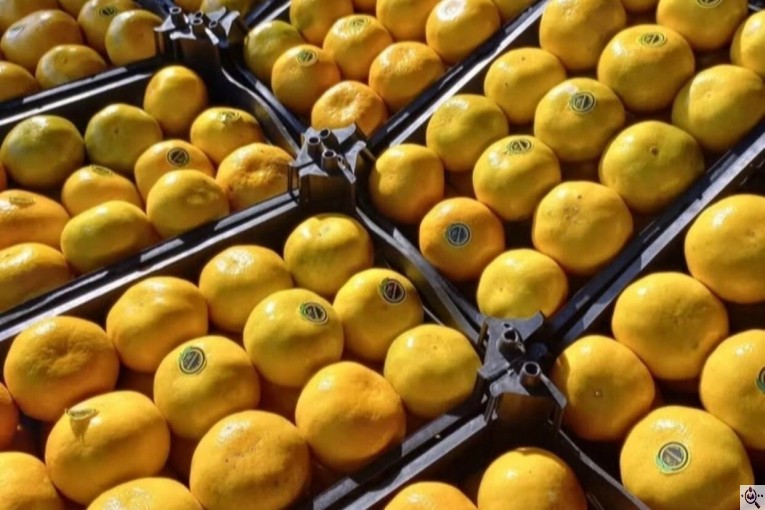 سورتینگ و بسته بندی انواع میوه ها شفیعی در مازندران