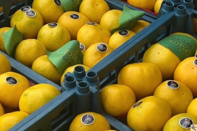 سورتینگ و بسته بندی انواع میوه ها شفیعی در مازندران