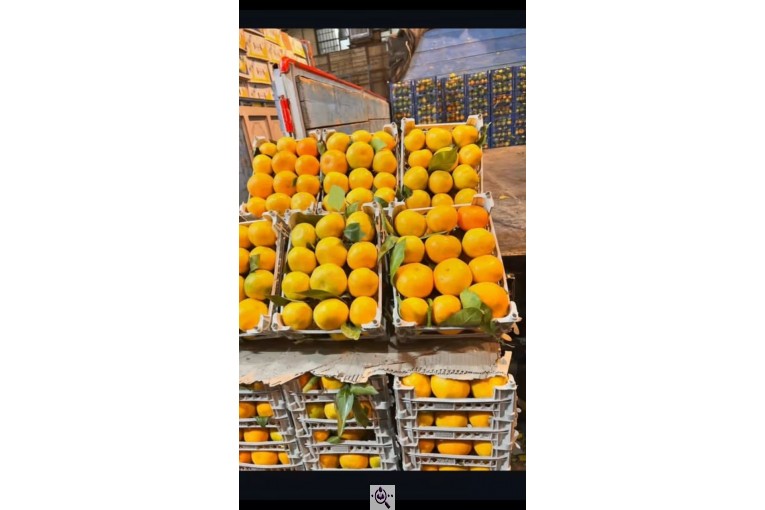 سورتینگ و بسته بندی انواع میوه ها شفیعی در مازندران