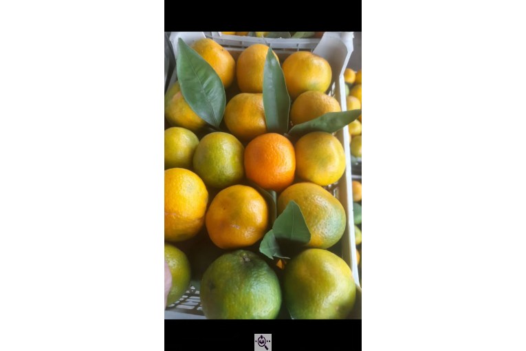 سورتینگ و بسته بندی انواع میوه ها شفیعی در مازندران