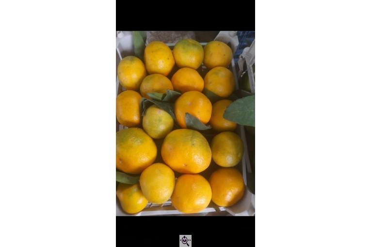 سورتینگ و بسته بندی انواع میوه ها شفیعی در مازندران