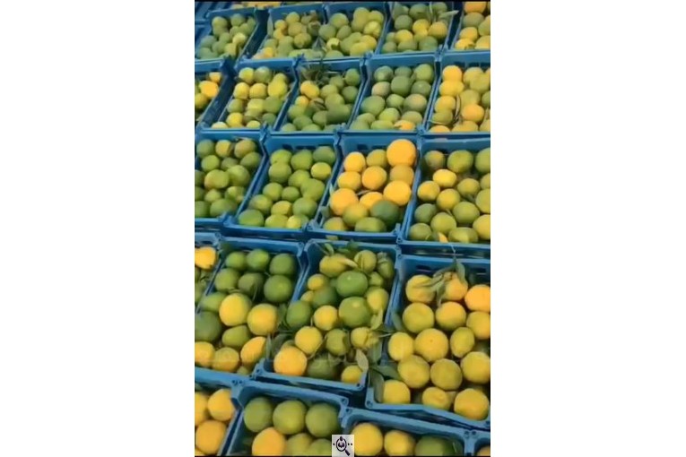 سورتینگ و بسته بندی انواع میوه ها شفیعی در مازندران