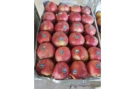 صادرات میوه و تره بار کعبی در تهران