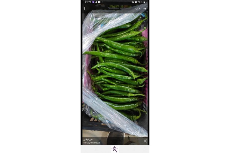صادرات میوه و تره بار کعبی در تهران