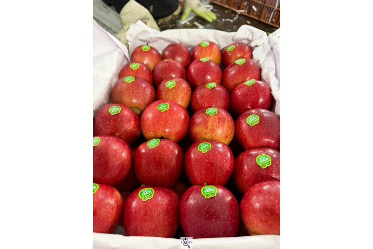 صادرات میوه و تره بار کعبی در تهران