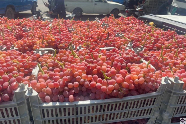 صادرات میوه و تره بار کعبی در تهران