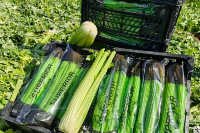 صادرات میوه و تره بار کعبی در تهران