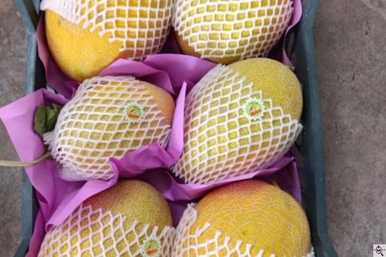 صادرات میوه و تره بار کعبی در تهران